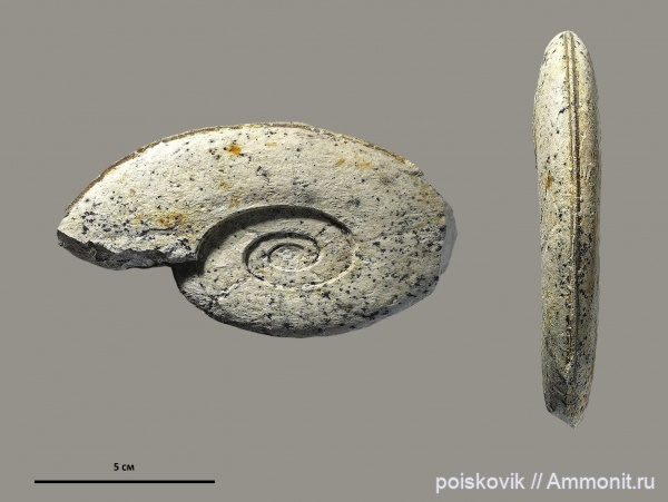 аммониты, Крым, Hauericeras