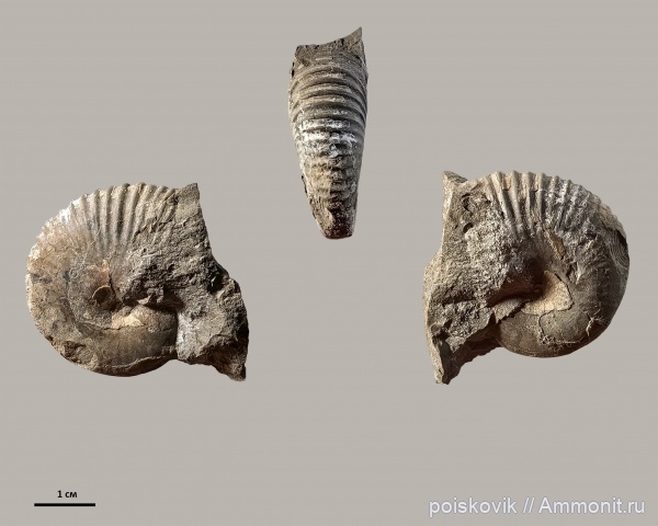 аммониты, головоногие моллюски, бат, Крым, Adabofoloceras