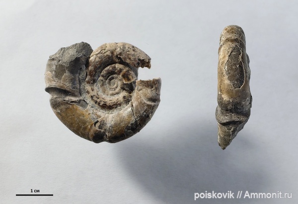 аммониты, головоногие моллюски, бат, Крым, Nannolytoceras