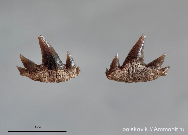 рыбы, Крым, баррем, зубы акул, Notidanodon