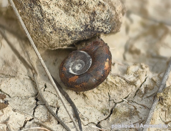 аммониты, головоногие моллюски, Крым, баррем, Costidiscus