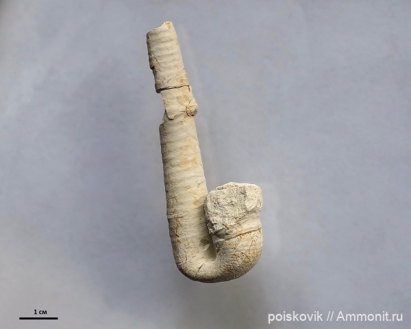 гетероморфные аммониты, Крым, Hamites