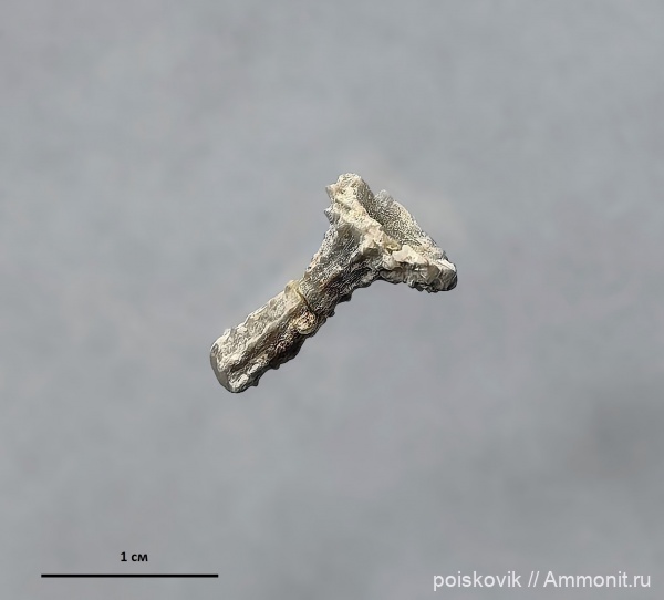 морские ежи, иглокожие, Крым