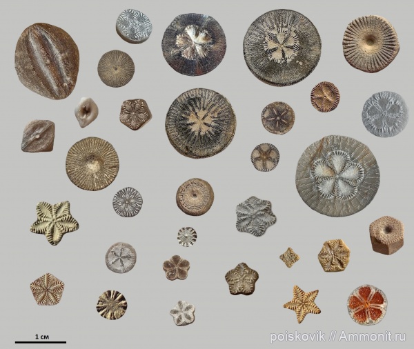 Морские лилии Крыма