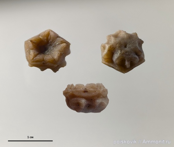 морские лилии, иглокожие, берриас, Крым, Балаклава, Comatulida