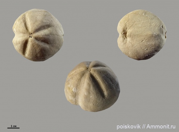 морские ежи, иглокожие, эоцен, Крым, Linthia