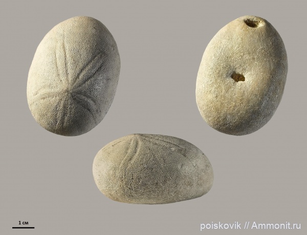 морские ежи, иглокожие, палеоген, Крым, Echinolampas