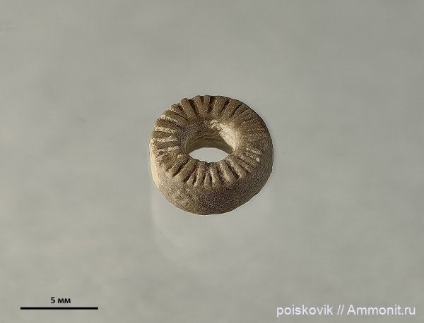 морские лилии, криноидеи, берриас, Крым, Балаклава, Apiocrinus