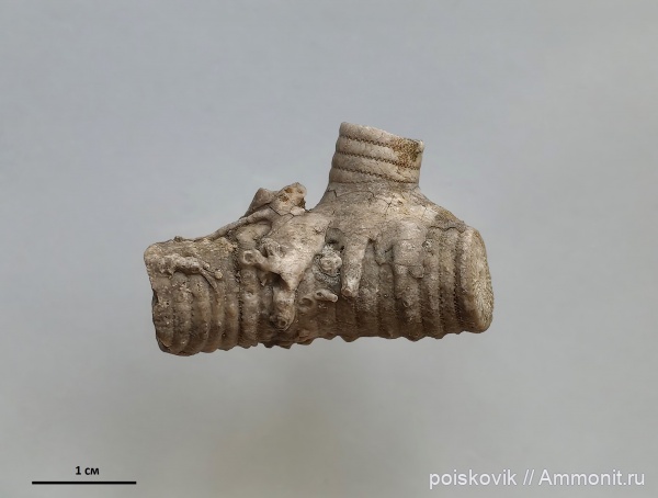 морские лилии, криноидеи, Крым, Балаклава, Apiocrinus, Холдфаст