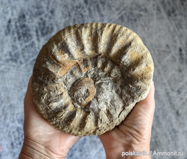 аммониты, келловей, Choffatia, Крым