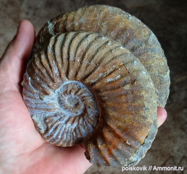 аммониты, головоногие моллюски, Крым, Балаклава, Anahoplites