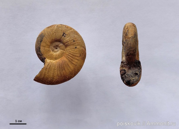 аммониты, головоногие моллюски, Крым, баррем, Silesites seranonis