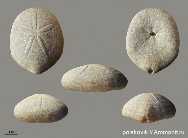 морские ежи, иглокожие, Крым, Gitolampas