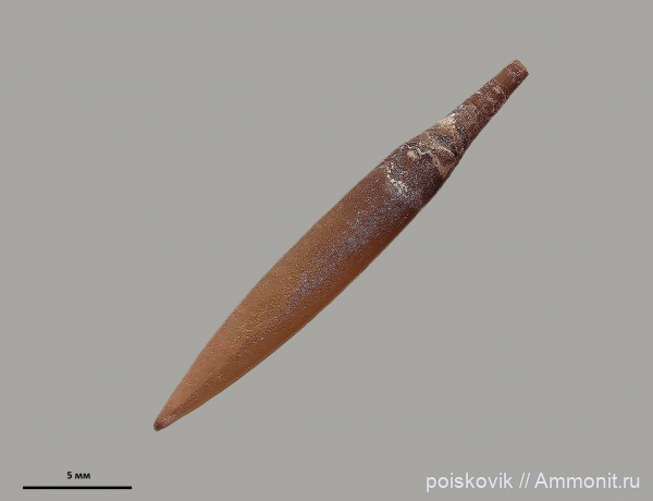 белемниты, головоногие моллюски, Крым