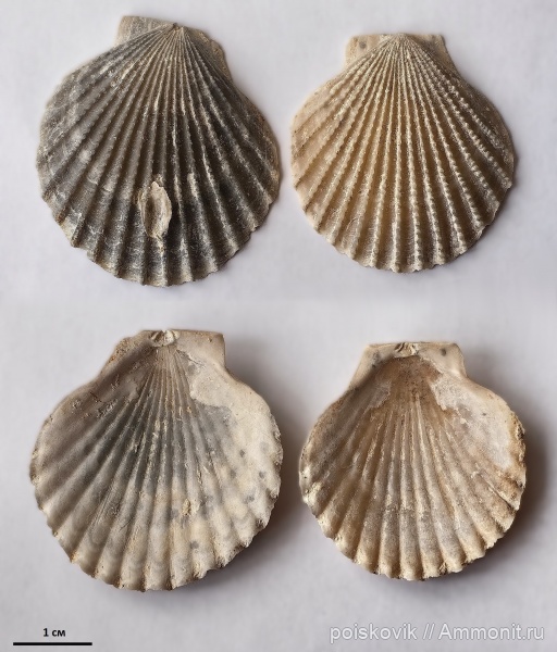 двустворчатые моллюски, маастрихт, Chlamys, Крым