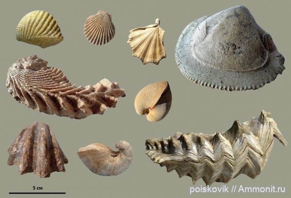 двустворчатые моллюски, Крым