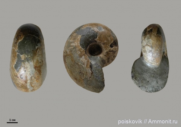 аммониты, головоногие моллюски, альб, Крым, Desmoceras, Ammonites, Балаклава, Albian, эрратические валуны, верхний альб