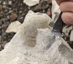 Аммонит в породе