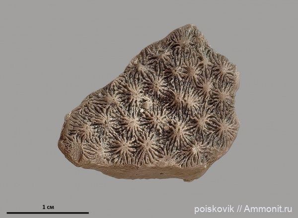 кораллы, оксфорд, Крым, Балаклава