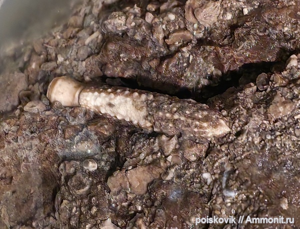 морские ежи, иглокожие, оксфорд, Крым, Балаклава