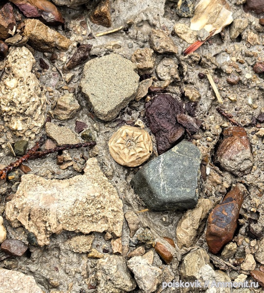 морские лилии, оксфорд, криноидеи, Крым, Балаклава