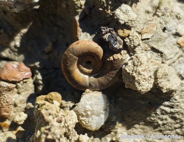 аммониты, Крым, баррем