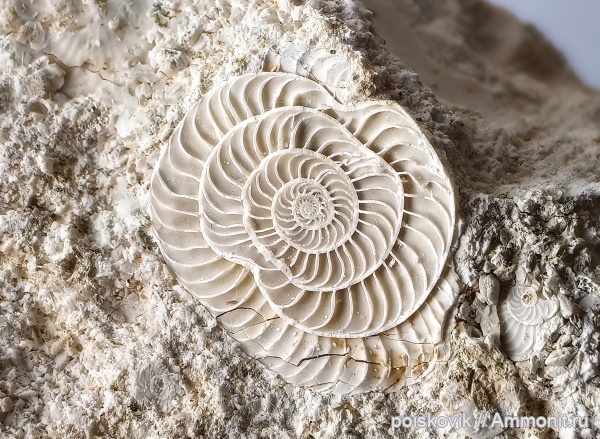 эоцен, фораминиферы, Крым, нуммулиты