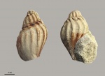 Athleta bodrakiensis