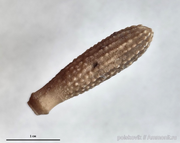 морские ежи, иглокожие, оксфорд, Крым, Балаклава, Plegiocidaris