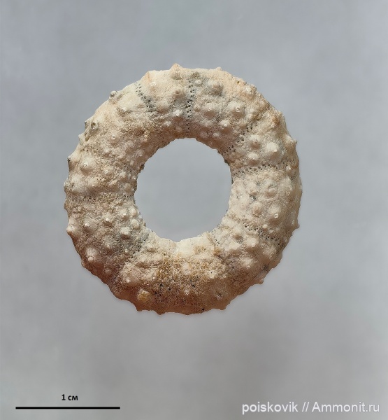 морские ежи, иглокожие, Крым