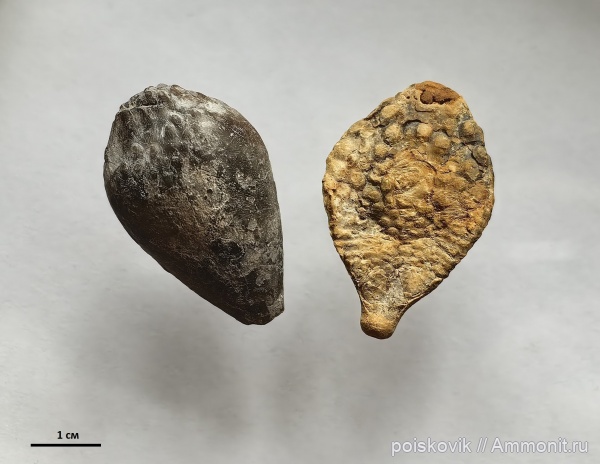 морские ежи, иглокожие, берриас, Крым, Балаклава, иглы морских ежей