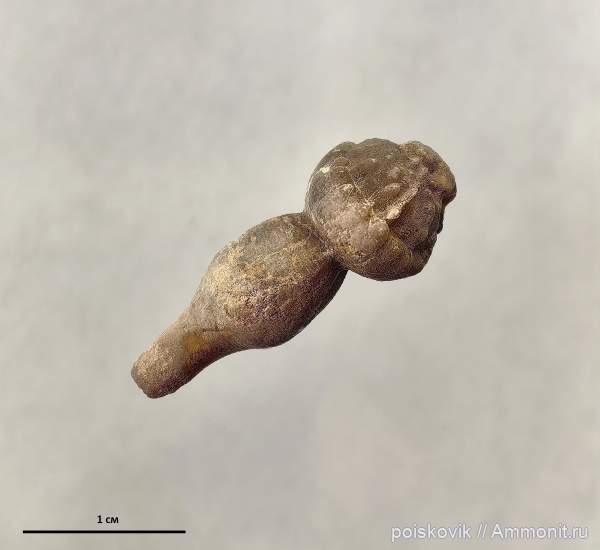 морские ежи, иглокожие, берриас, Крым, Балаклава