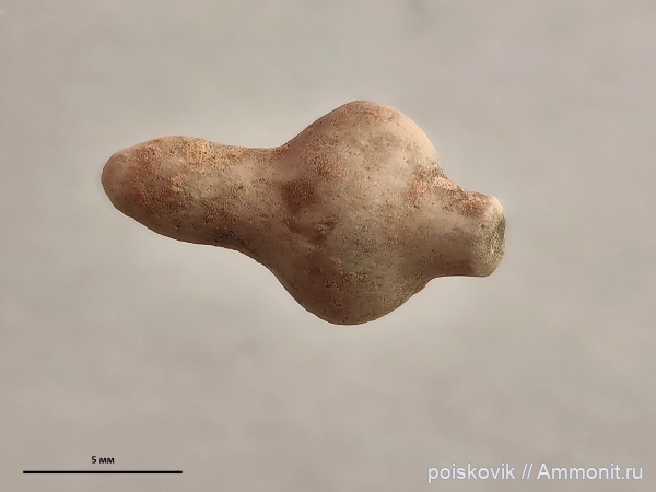 морские ежи, иглокожие, берриас, Крым