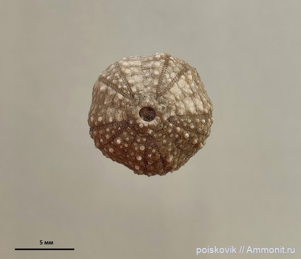 морские ежи, иглокожие, берриас, Крым, Балаклава