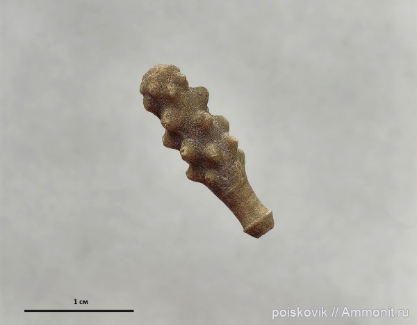 морские ежи, иглокожие, берриас, Крым