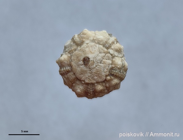 морские ежи, иглокожие, берриас, Крым, Балаклава, Salenioida