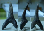 Зуб акулы - Striatolamia