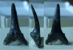 Зуб акулы - Striatolamia macrota