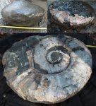 большой Ammonitoceras, извлеченный из конкреции