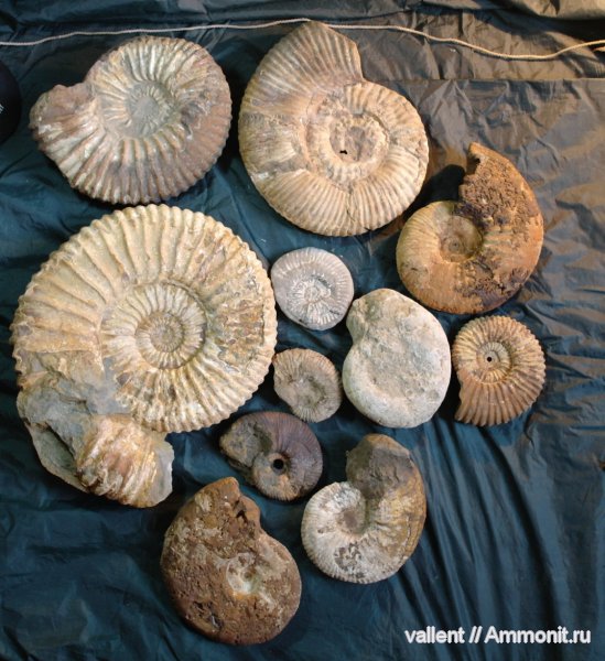 Ammonitoceras, Colombiceras