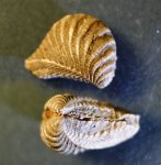 Двустворчатый молюск Trigonia