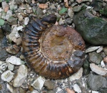 Большой Ammonitoceras