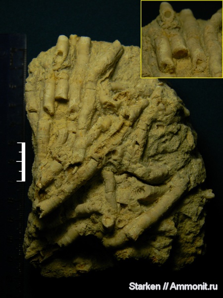 кораллы, Тверская область, нижний карбон, Rugosa, Хотошинский карьер, Lithostrotionidae, Diphyphyllum