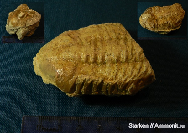 трилобиты, ордовик, Asaphus, Тверская область, Ordovician