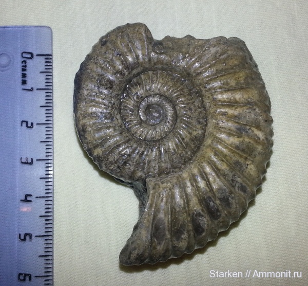 аммониты, юра, оксфорд, титон, Ammonites, Dichotomoceras, Oxfordian, Tithonian, Jurassic