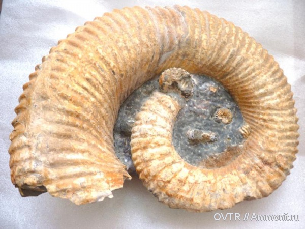 мел, Ammonitoceras, апт, Epicheloniceras, Северный Кавказ, Aptian, Cretaceous