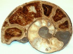 Полировка половинки Ammonitoceras