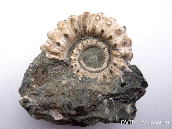 аммониты, мел, апт, Адыгея, Ammonites, Кавказ, Acrioceras, Aptian, Cretaceous