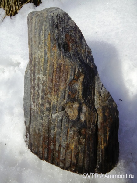 карбон, прижизненные повреждения, Sigillaria, Ростовская область, башкирский ярус