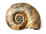 Ammonitoceras sp. 28 см